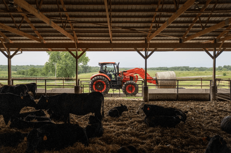 Tractor moving a large hay bale past a shed of cows